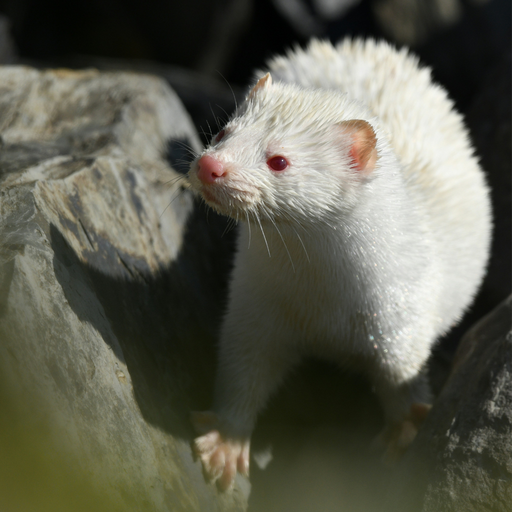 Why should we invest in cruelty-free bags? – Luna Why should we invest in cruelty-free bags? – Luna