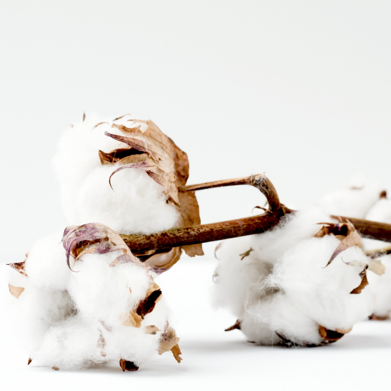 Differences between Cotton & Organic Cotton