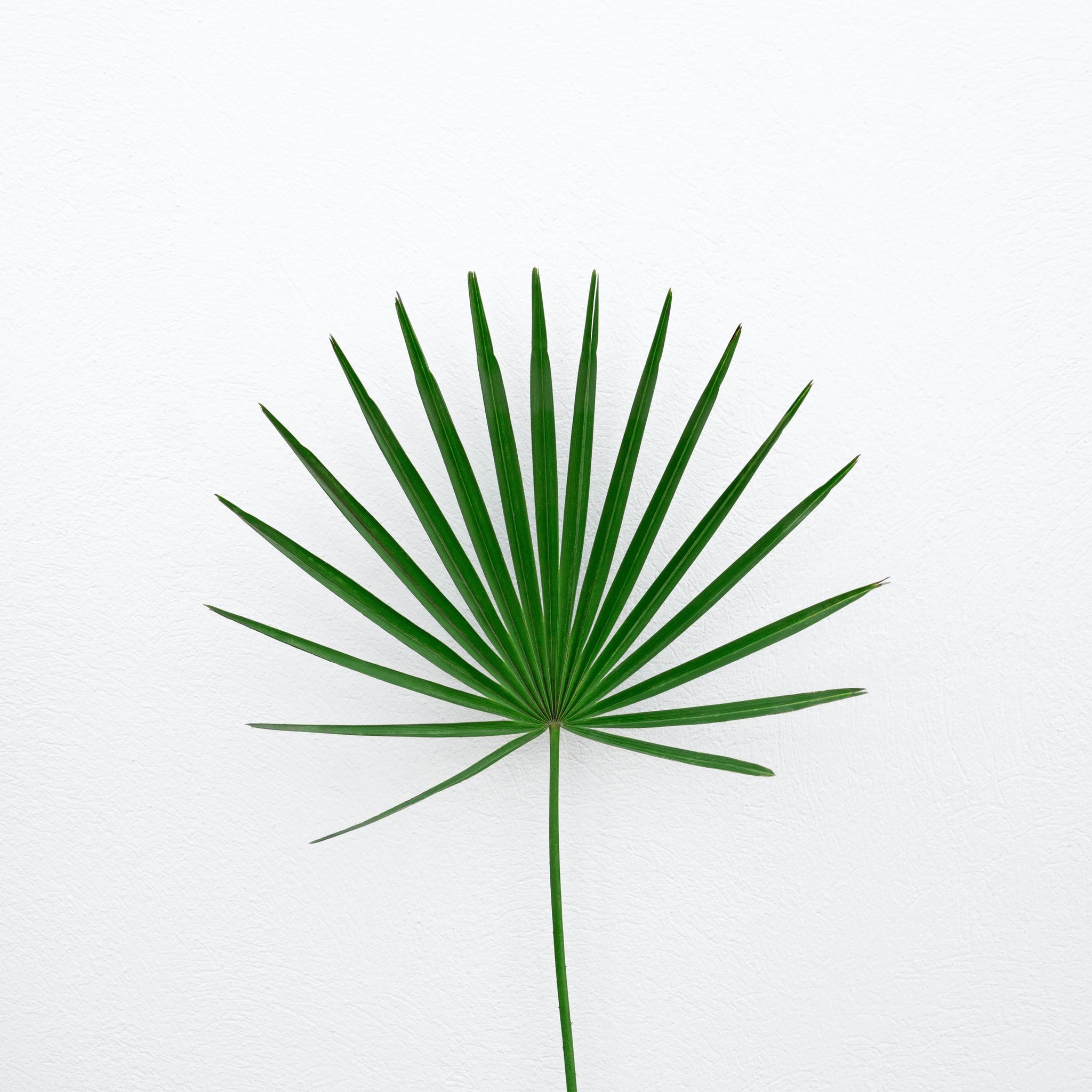Vegan Fashion: A Way To Eco-Friendly Fashion